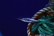 Macroramphosus scolopax Becasse de mer -Acores St Maria Ambrosio-10m-20170818-Denis-ADER-DSC_9141_tn_tn